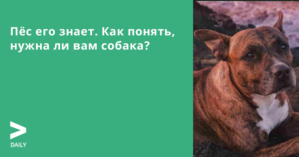 правило содержания домашних животных. нужна ли собака подростку. собака друг человека собака всегда. нужна ли мне собака. 5 месяца.